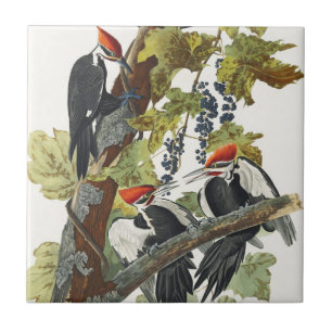 Audubon Pileated Woodpecker Bird Painting Tile