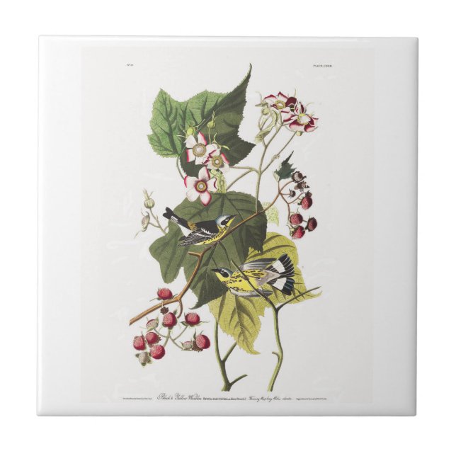 Audubon Plate 123 Black and Yellow Warblers Tile (Front)