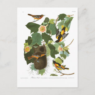 Audubon Plate 12 Baltimore Oriole Postcard