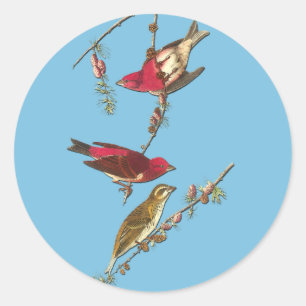 Audubon Purple Finch Bird Art Stickers