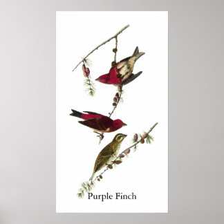 Audubon Purple Finch Poster