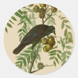 Audubon Purple Grackle Bird Print Vintage Botanic Classic Round Sticker