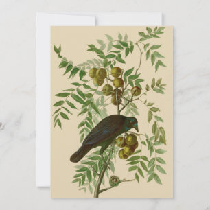 Audubon Purple Grackle Bird Print Vintage Botanic Invitation
