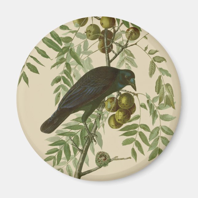 Audubon Purple Grackle Bird Print Vintage Botanic Magnet (Front)