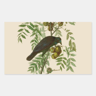 Audubon Purple Grackle Bird Print Vintage Botanic Rectangular Sticker