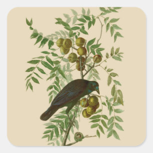 Audubon Purple Grackle Bird Print Vintage Botanic Square Sticker