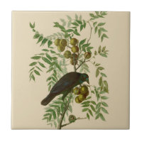 Audubon Purple Grackle Bird Print Vintage Botanic