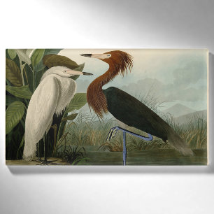 Audubon Purple Heron Reddish Egret Print: Bird Art Name Tag