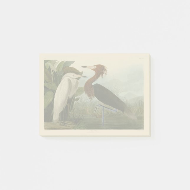Audubon Purple Heron Reddish Egret Print: Bird Art Post-it Notes (Front)