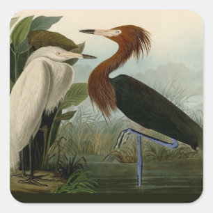 Audubon Purple Heron Reddish Egret Print: Bird Art Square Sticker