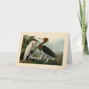 Audubon Purple Heron Reddish Egret Print: Bird Art Thank You Card