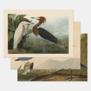 Audubon Purple Heron Reddish Egret Print: Bird Art Wrapping Paper Sheet
