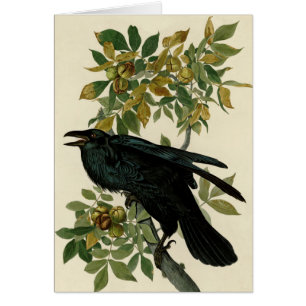 Audubon Raven Bird Classic Artwork