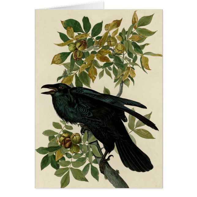Audubon Raven Bird Classic Artwork (Front)