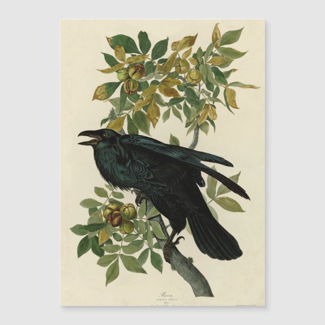Audubon Raven Bird Classic Artwork (Front)