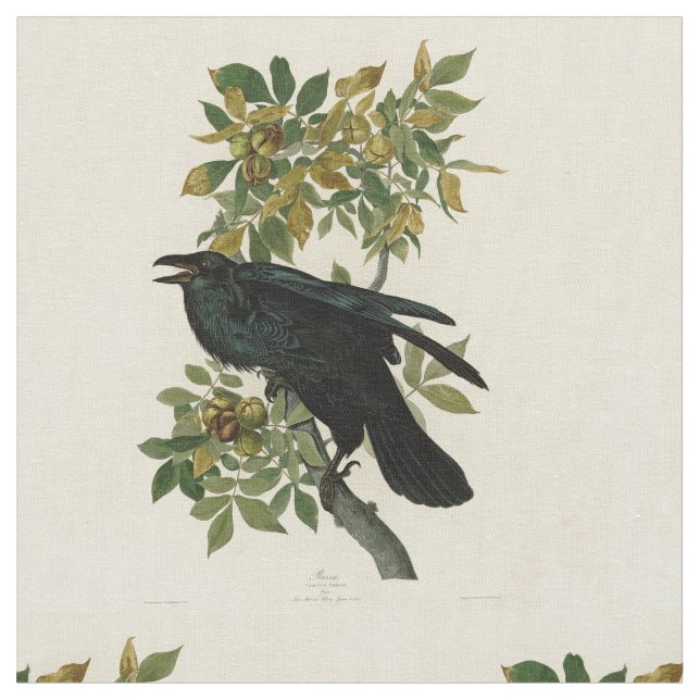 Audubon Raven Bird Classic Artwork Fabric (Close Up)