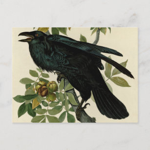 Audubon Raven Bird Classic Artwork Postcard