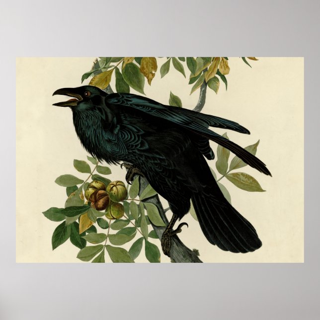 Audubon Raven Bird Classic Artwork Poster (Front)