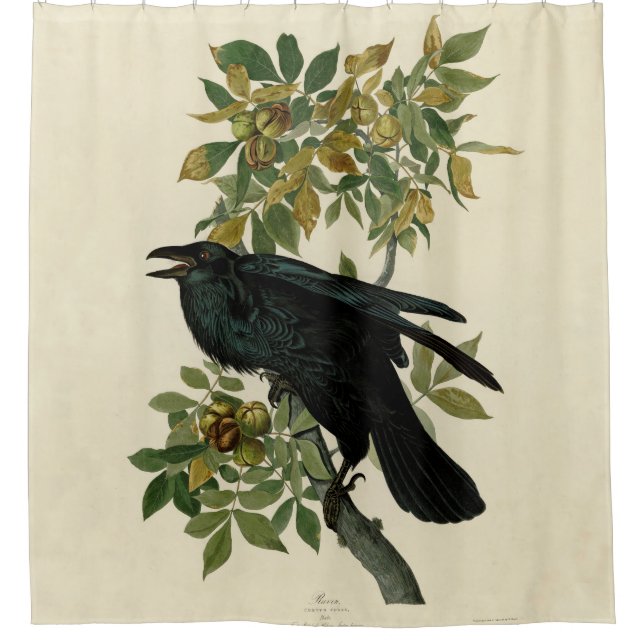 Audubon Raven Bird Classic Artwork Shower Curtain (Front)