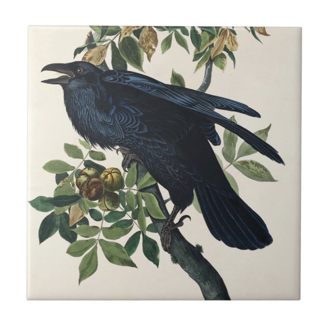 Audubon Raven Bird Classic Painting Tile (Front)