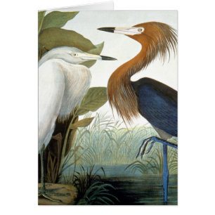 Audubon: Reddish Egret Or Purple Heron