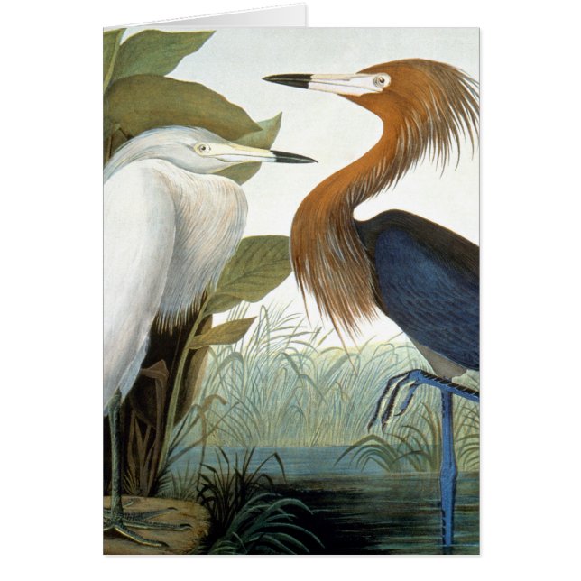 Audubon: Reddish Egret Or Purple Heron (Front)