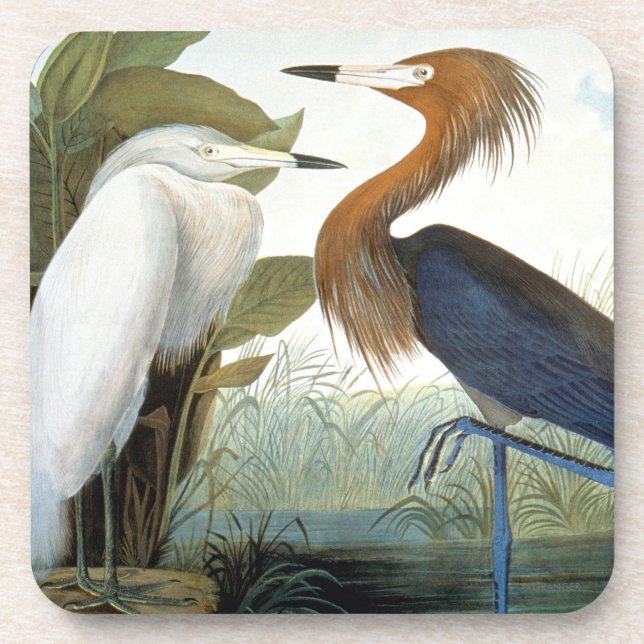 Audubon: Reddish Egret Or Purple Heron Coaster (Front)