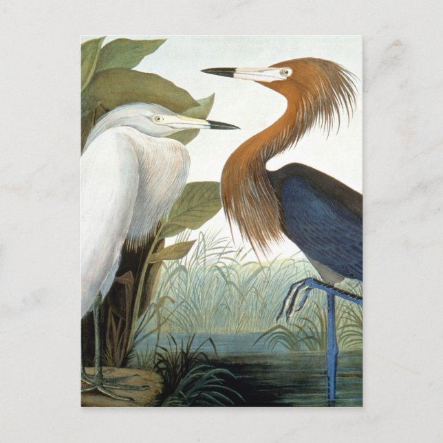 Audubon: Reddish Egret Or Purple Heron Postcard (Front)