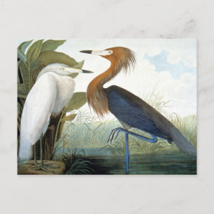 Audubon: Reddish Egret Or Purple Heron Postcard
