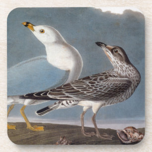 Audubon: Ring-Billed Gull Coaster