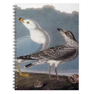 Audubon: Ring-Billed Gull Notebook