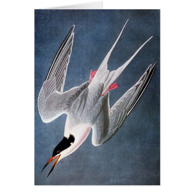 Audubon: Roseate Tern (Front)