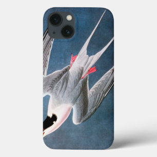 Audubon: Roseate Tern iPhone 13 Case