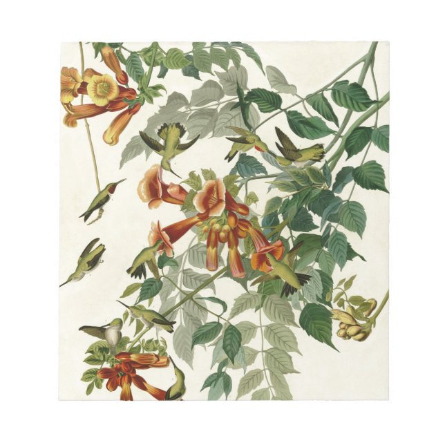 Audubon Ruby Throated Hummingbirds Notepad (Front)