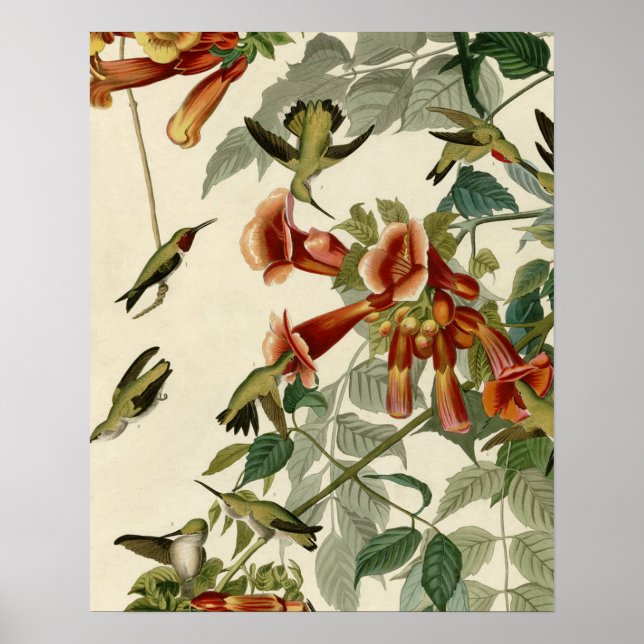 Audubon Ruby Throated Hummingbirds Poster (Front)