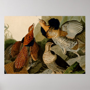 Audubon Ruffed Grouse Illustration Poster