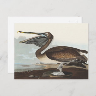 Audubon Seaside Brown Pelican Watercolor Painting Postcard