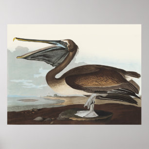 Audubon Seaside Brown Pelican Watercolor Painting Poster