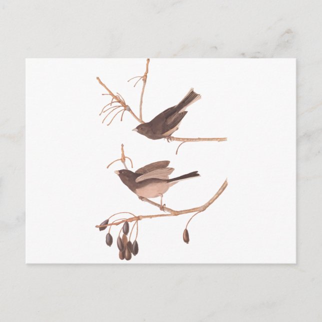 Audubon Snow Birds Postcard (Front)