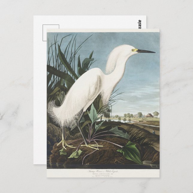Audubon Snowy Egret Bird Illustration Wildlife Art Postcard (Front/Back)