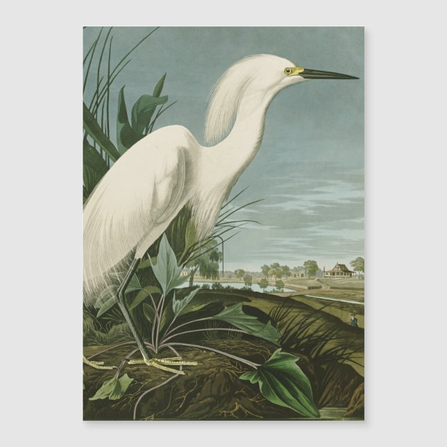 Audubon Snowy Heron White Egret Bird Birding (Front)