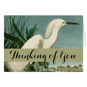Audubon Snowy Heron White Egret Bird Birding