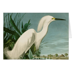Audubon Snowy Heron White Egret Bird Birding