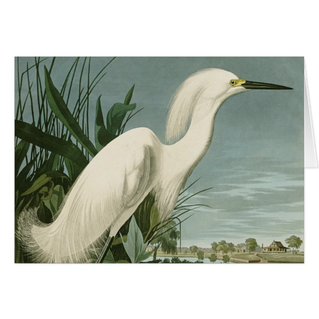 Audubon Snowy Heron White Egret Bird Birding (Front Horizontal)