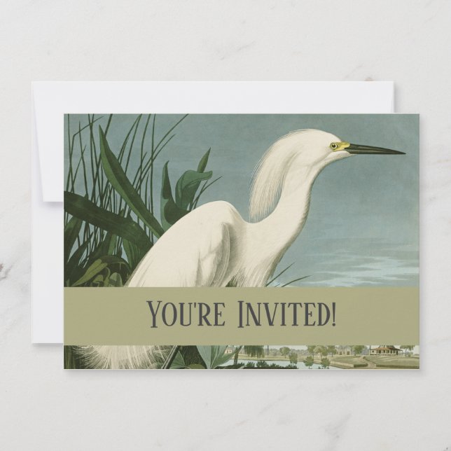 Audubon Snowy Heron White Egret Bird Birding Invitation (Front)
