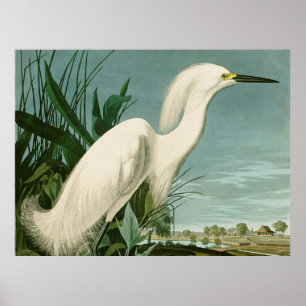 Audubon Snowy Heron White Egret Bird Poster