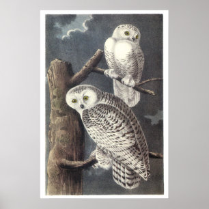 Audubon Snowy Owls Poster or Print