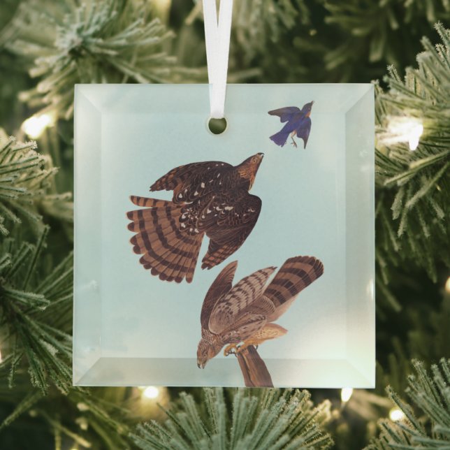 Audubon Stanley's Hawk Hunting a Blue Bird Glass Tree Decoration (Insitu)