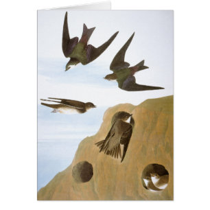 Audubon: Swallows