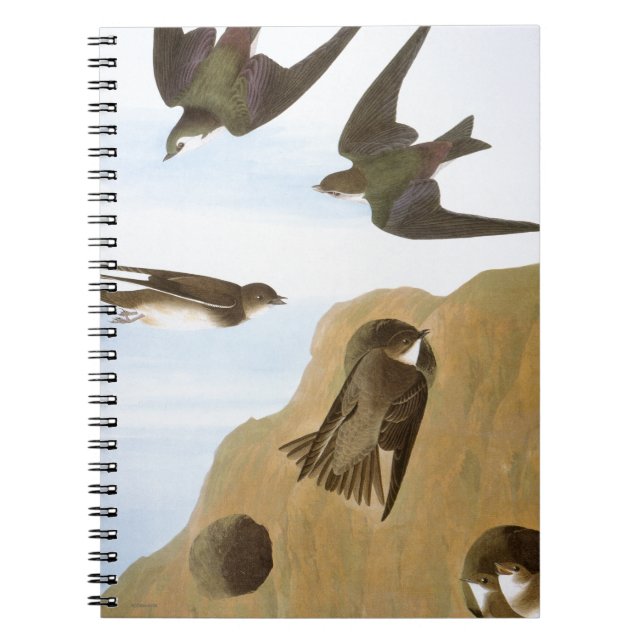 Audubon: Swallows Notebook (Front)